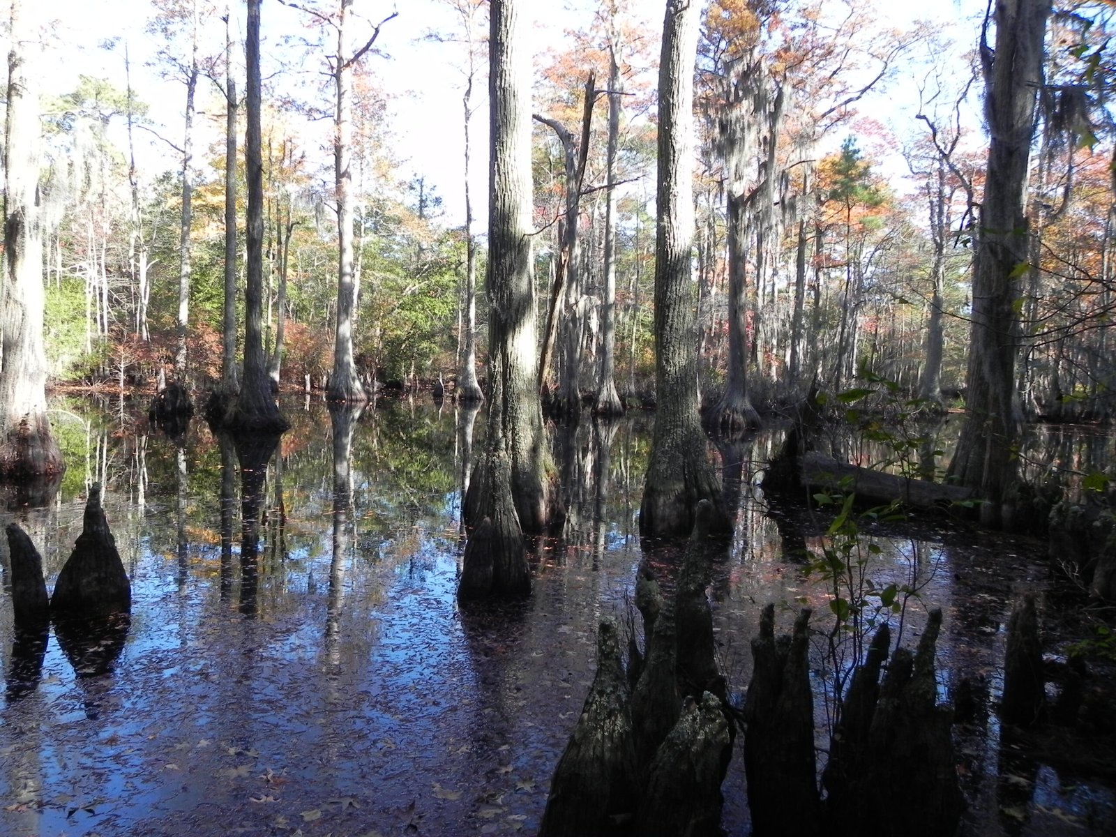 The Bald Cypress: Sentinels of the Swamp (image credits: wikimedia)