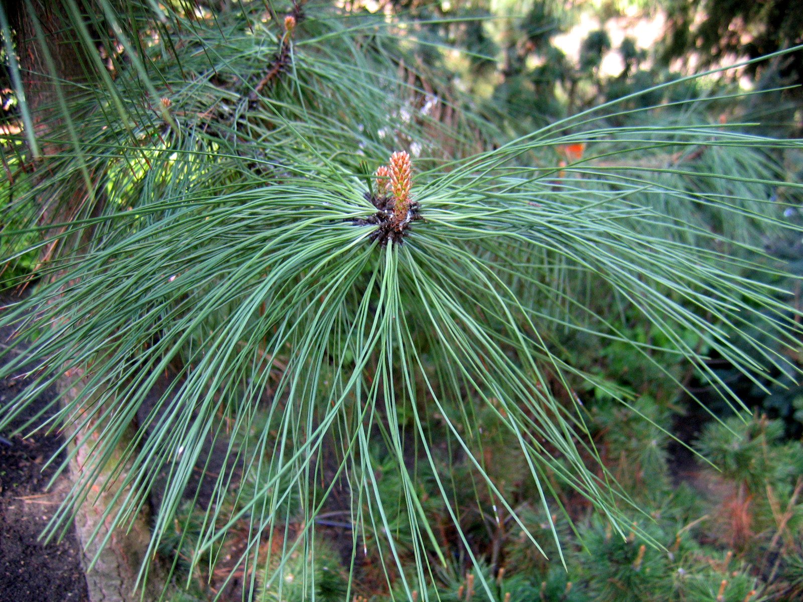 The Ponderosa Pine: Masters of Fire Survival (image credits: wikimedia)