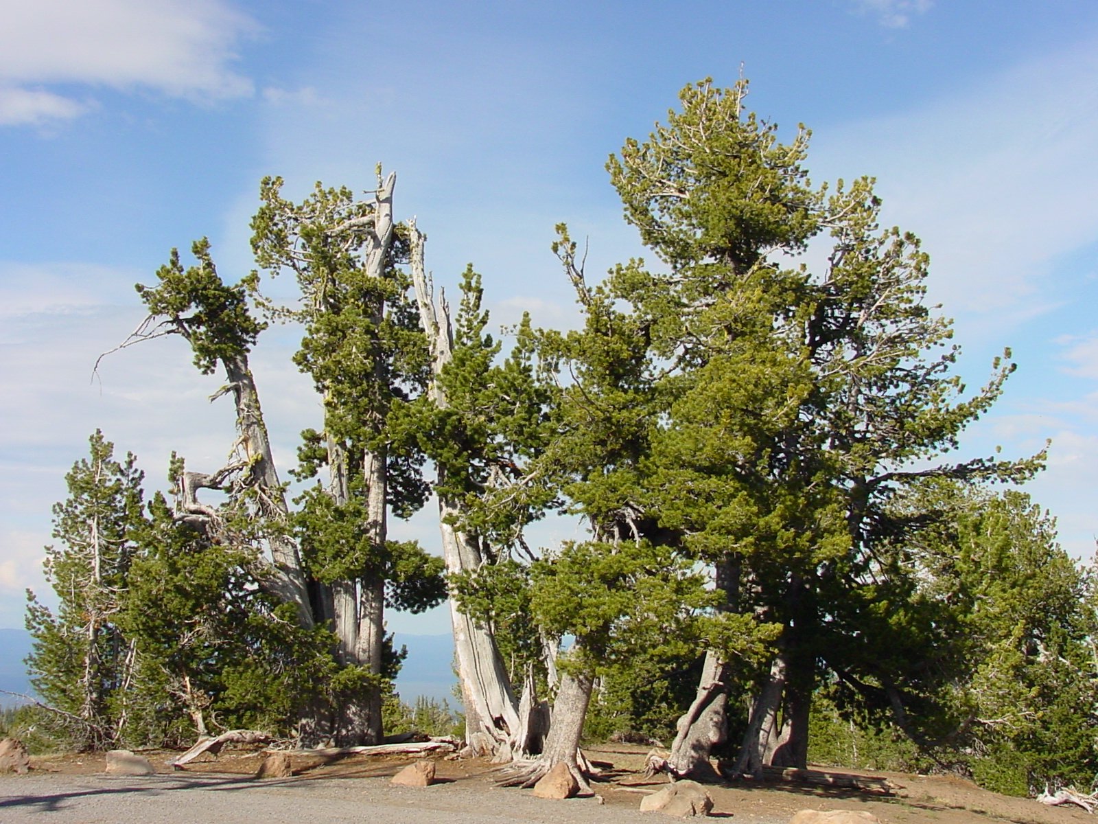 The Whitebark Pine: Guardians of the Alpine (image credits: wikimedia)