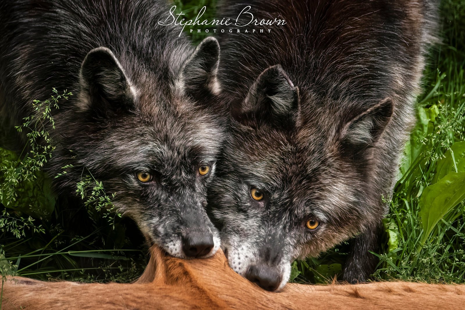 How the Loss of Big Predators and Big Prey Reshaped the World’s Forests and Grasslands