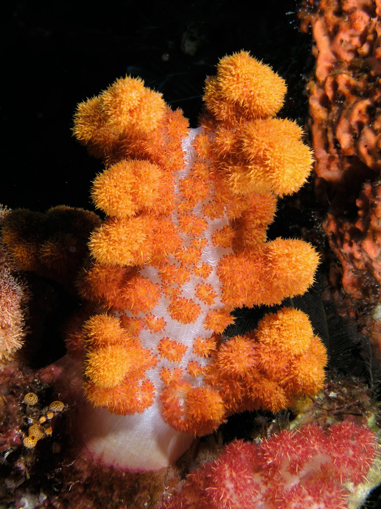 Understanding Coral's Microbiome (image credits: wikimedia)