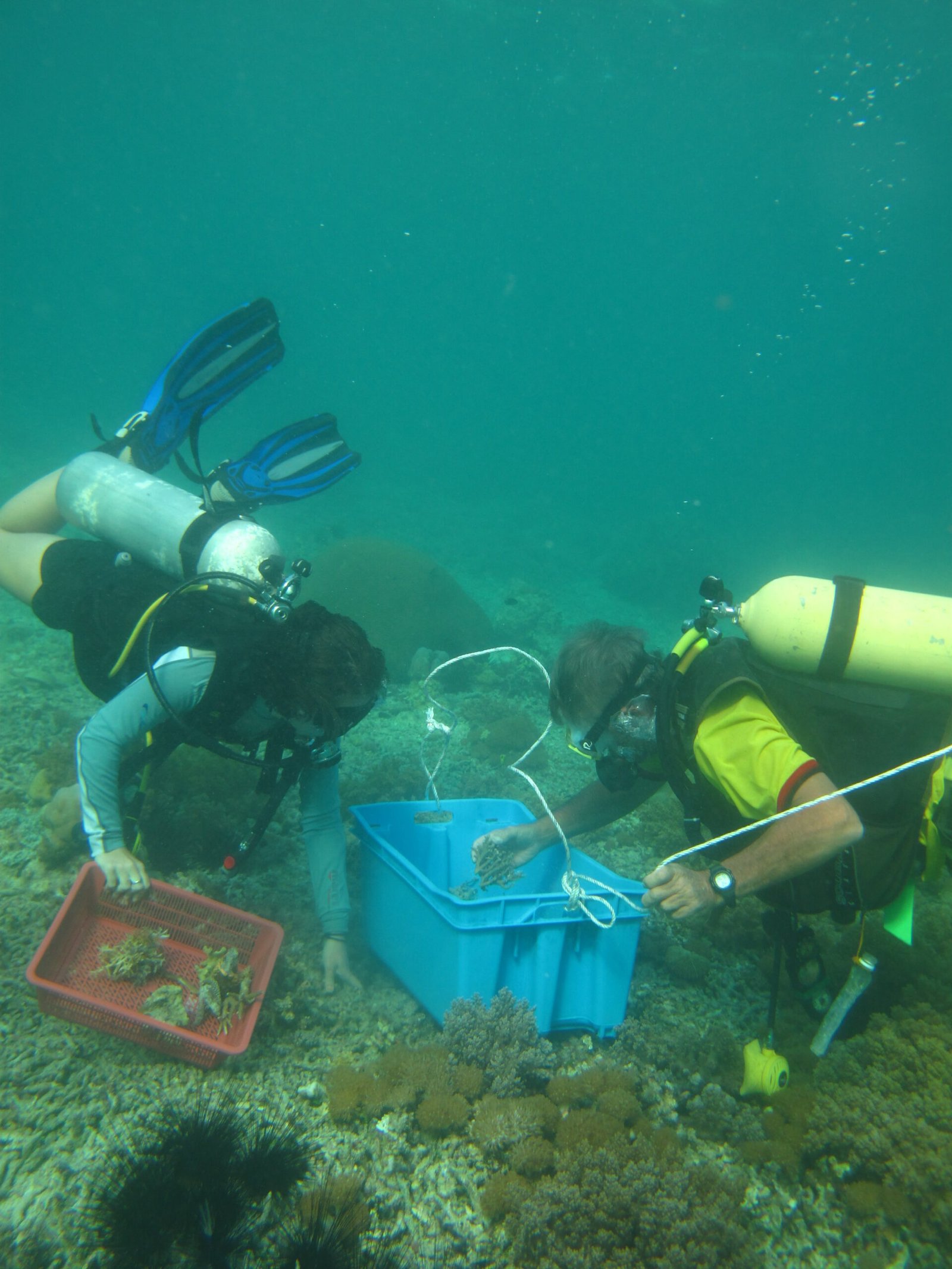 The Role of Citizen Scientists (image credits: wikimedia)