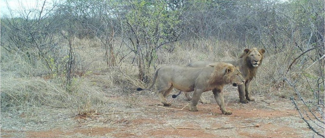 The Role of Climate Change (image credits: wikimedia)