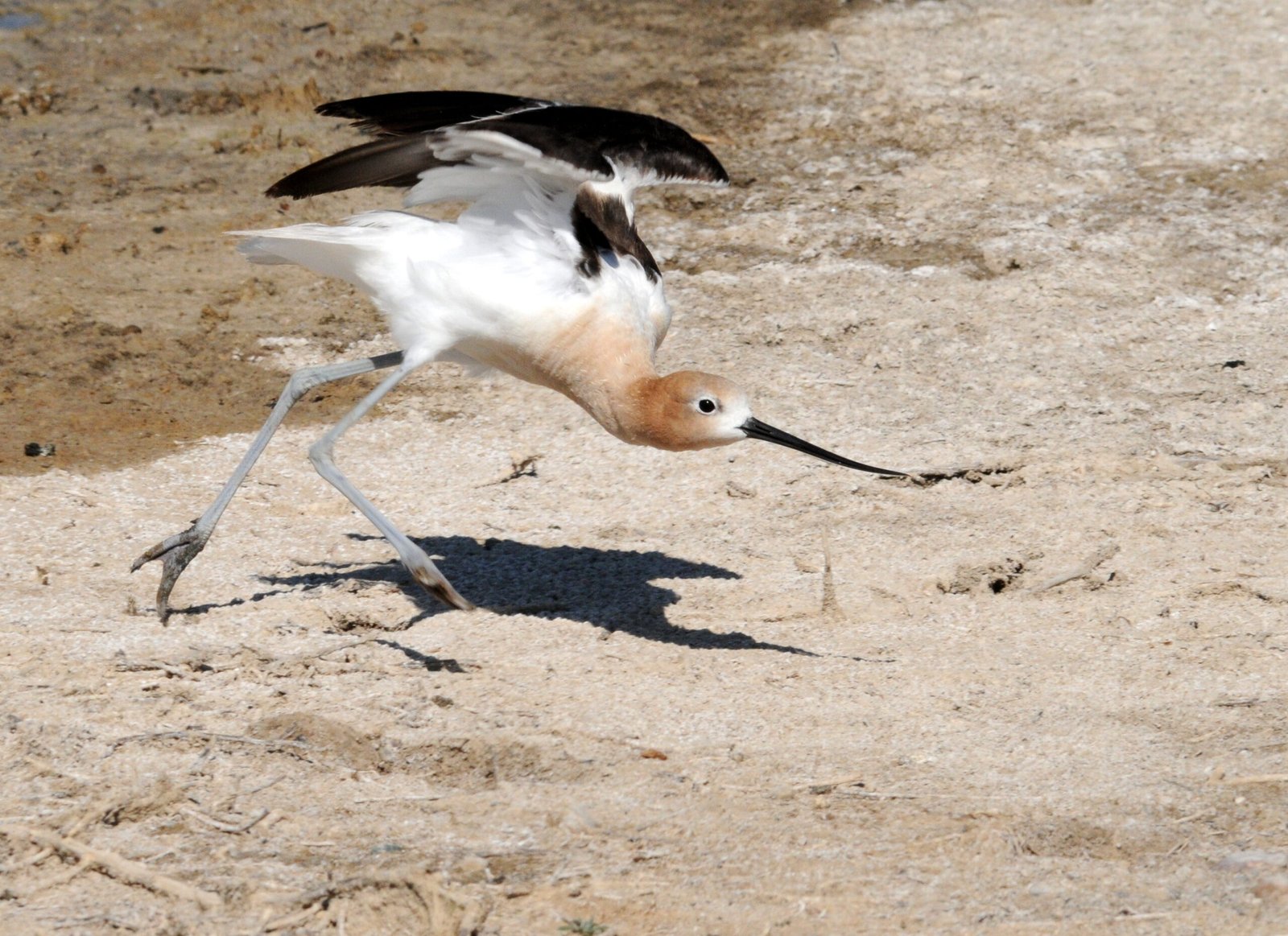 Wildlife at Risk (image credits: wikimedia)