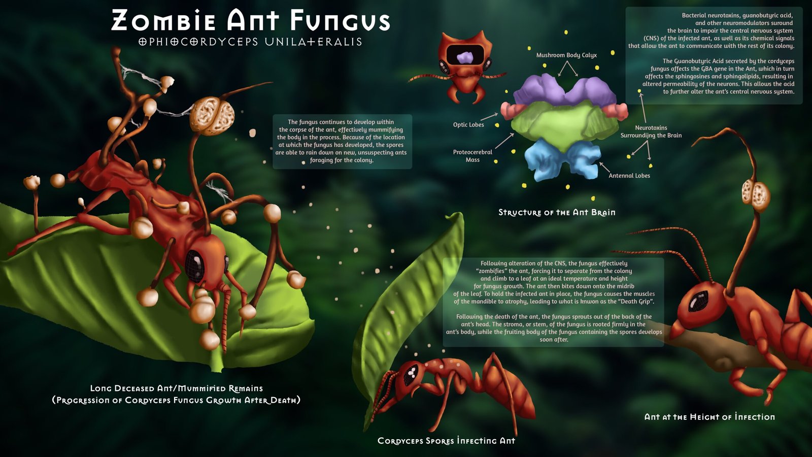 Broader Implications: Lessons from the Zombie-Ant Fungus (image credits: wikimedia)