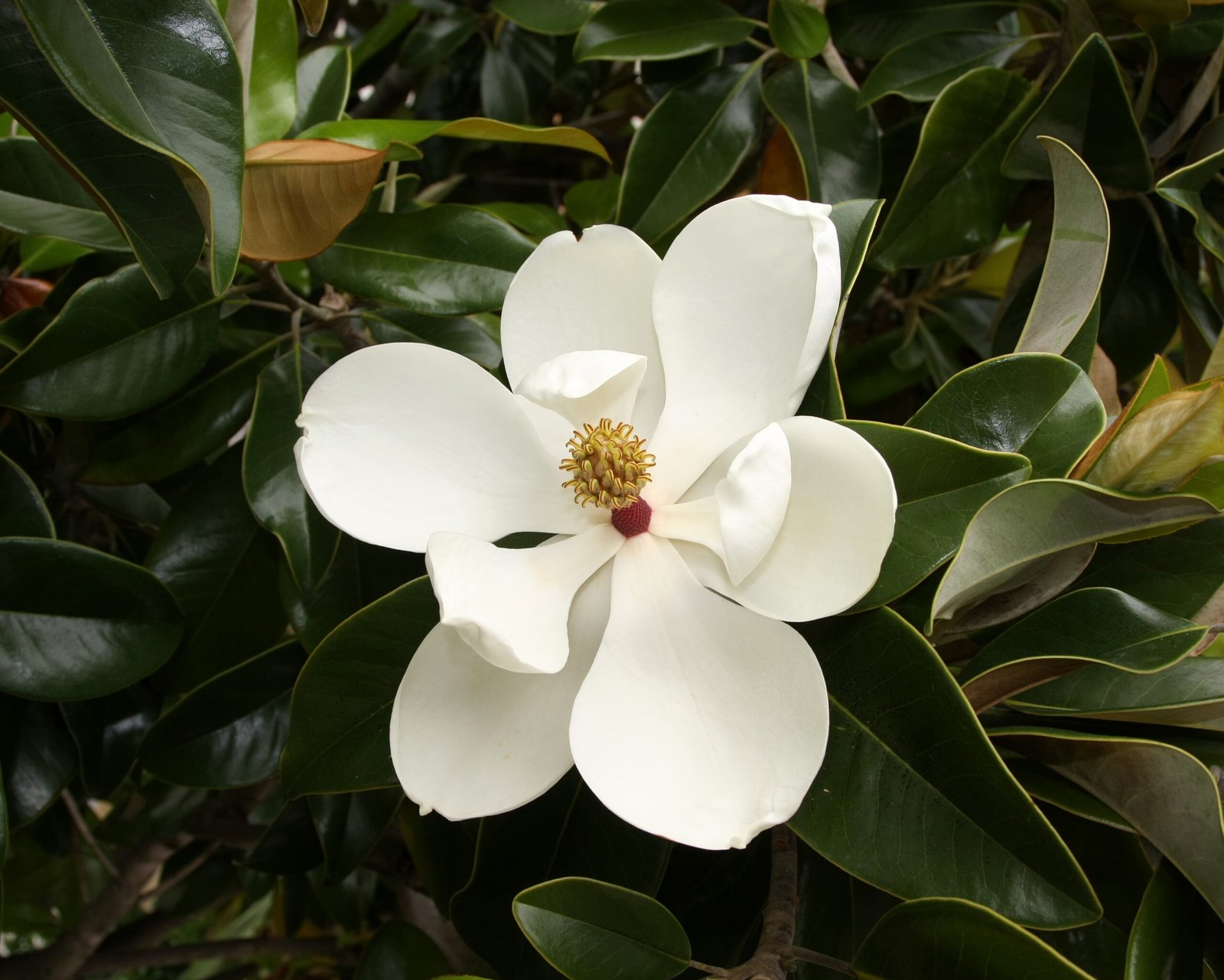The Magnificent Magnolia: A Living Fossil (image credits: wikimedia)