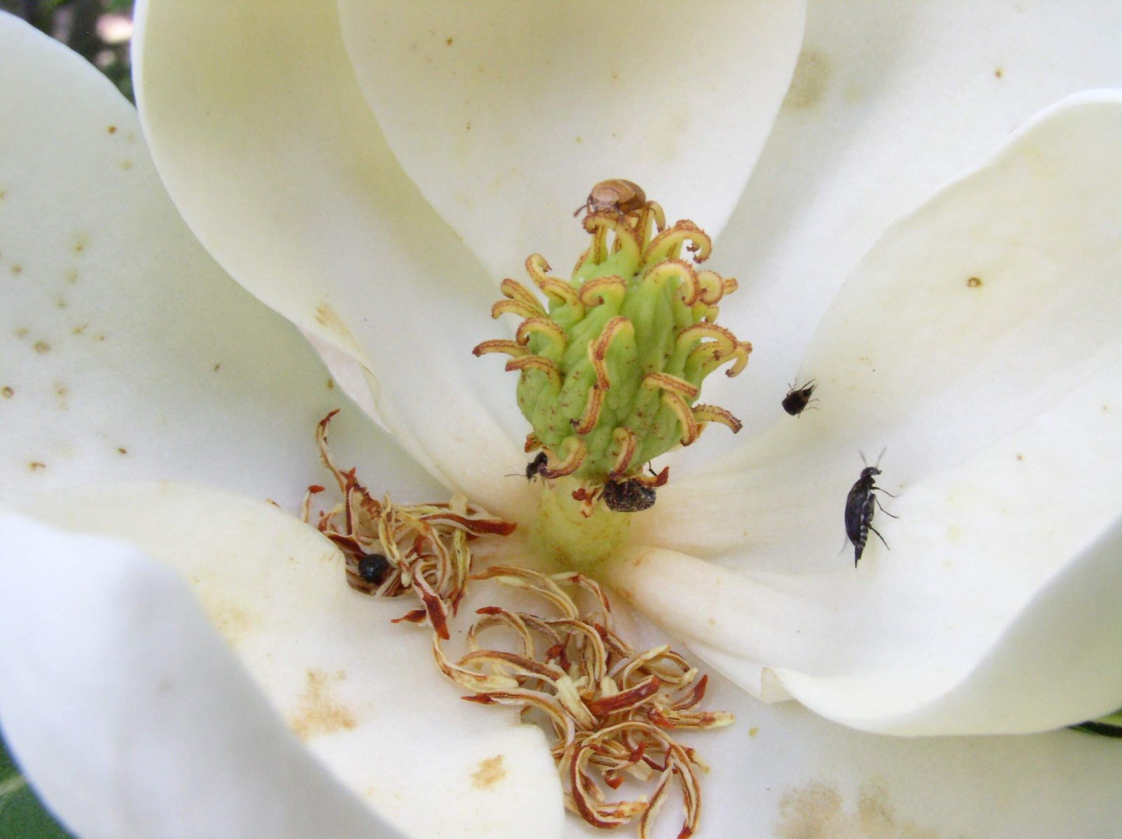 Beetles: The Unsung Heroes of Magnolia Pollination (image credits: wikimedia)