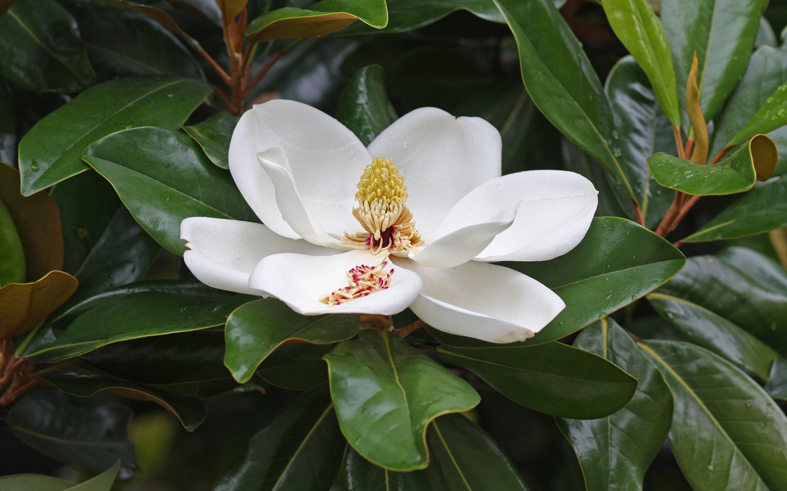 Magnolia's Unique Floral Structure (image credits: wikimedia)