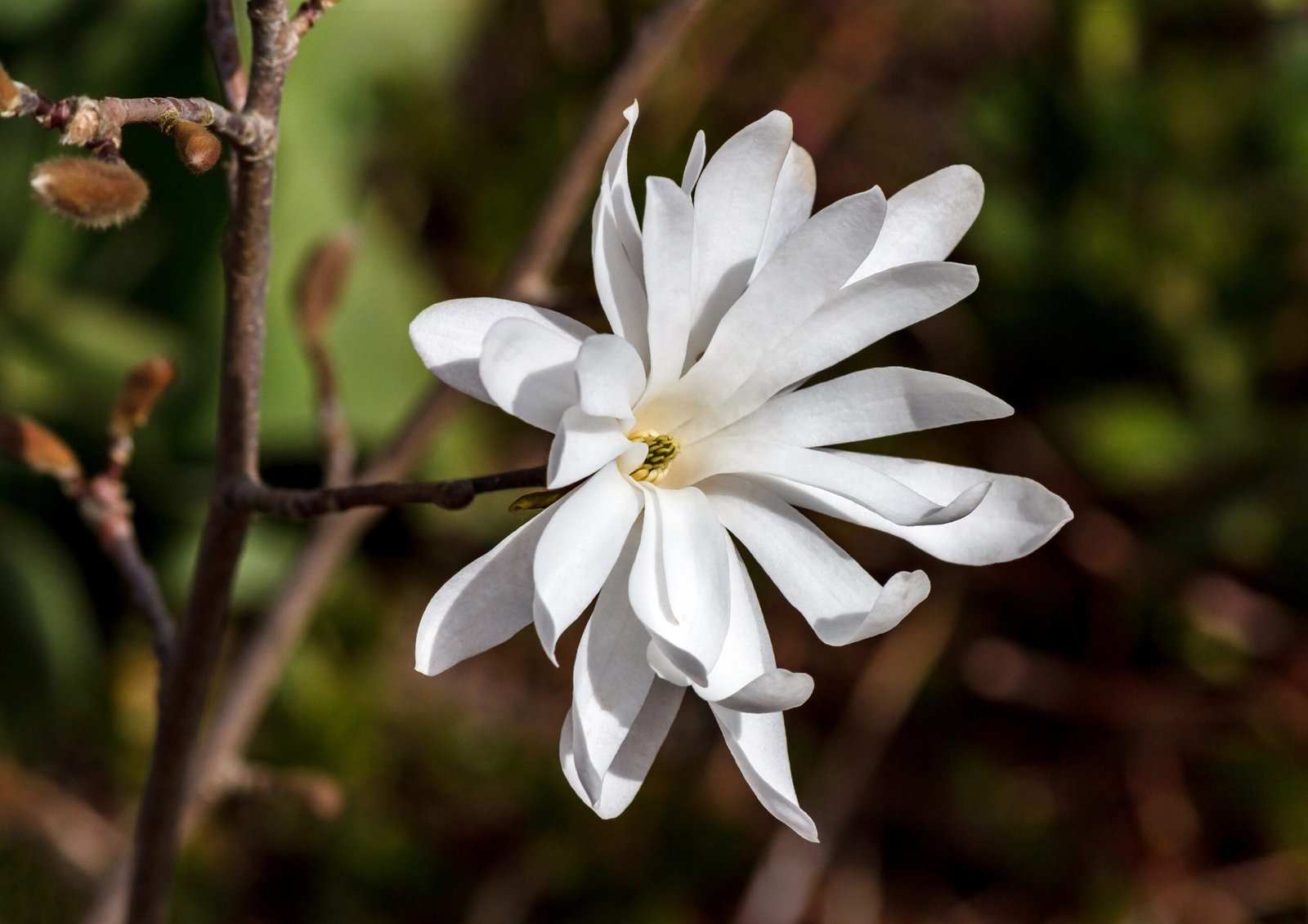 Why Magnolias Thrive Without Bees (image credits: wikimedia)