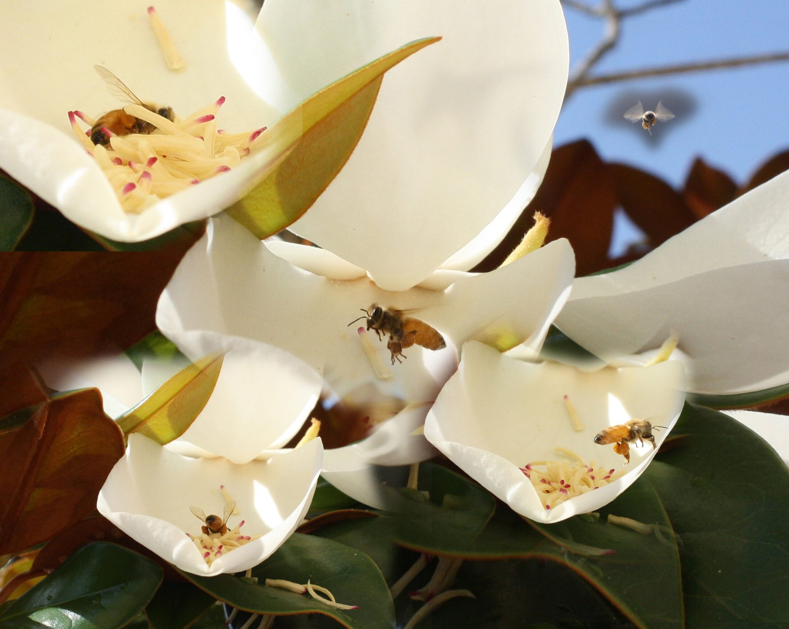 Magnolias in Modern Ecosystems (image credits: wikimedia)