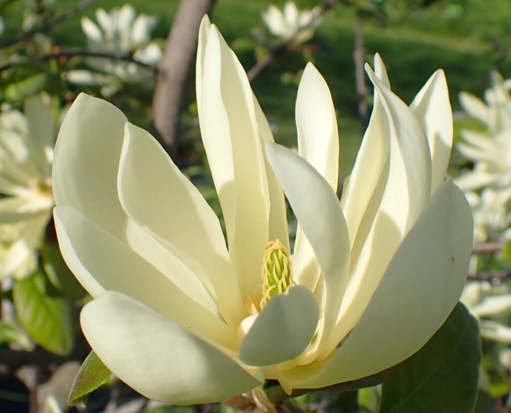 Cultural Significance of Magnolias