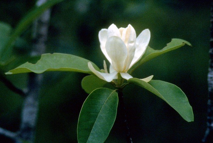 Challenges Facing Magnolias Today (image credits: wikimedia)