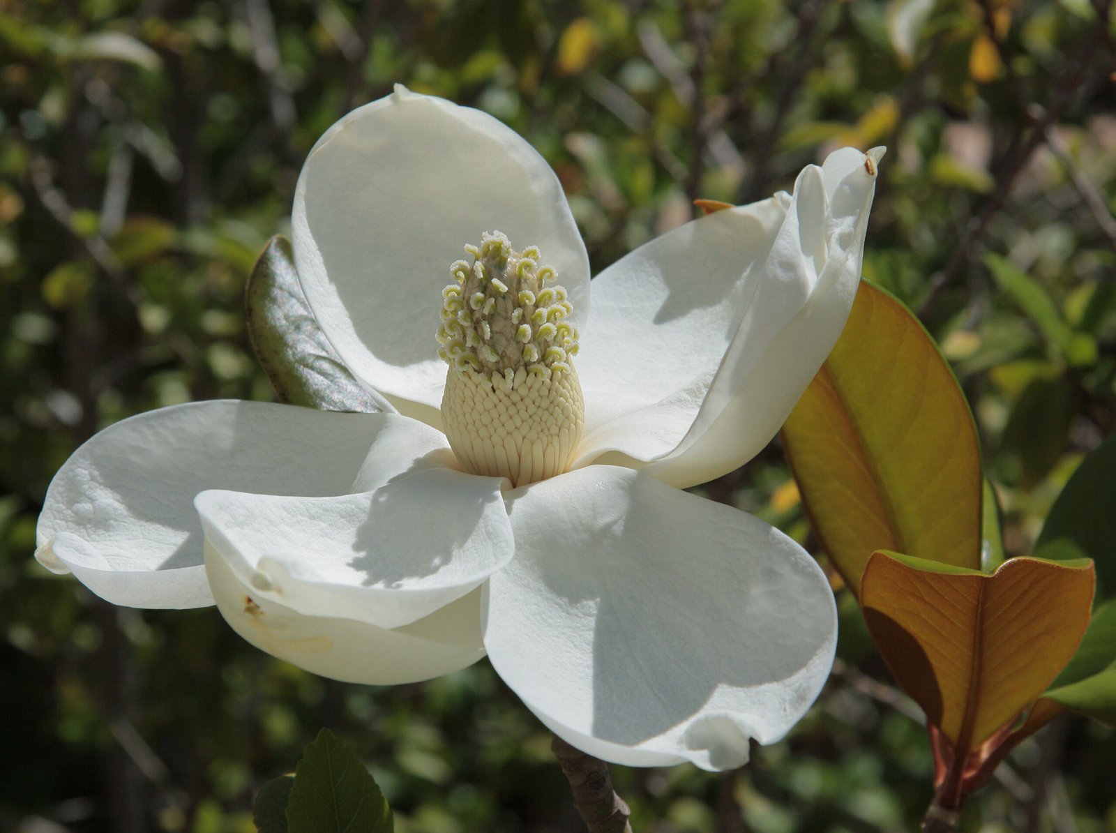 Conclusion: The Timeless Beauty of Magnolias (image credits: wikimedia)