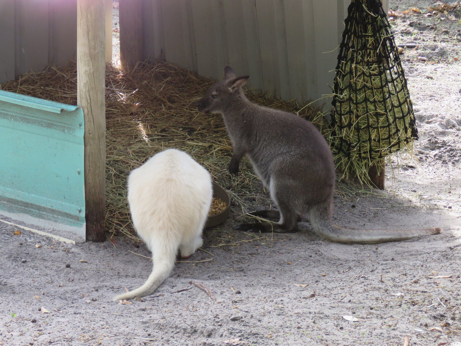 Modern Connections to Ancient Giants (image credits: wikimedia)