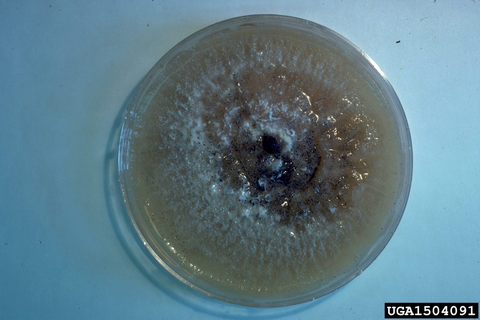 Fungi: The Silent Communicators (image credits: wikimedia)