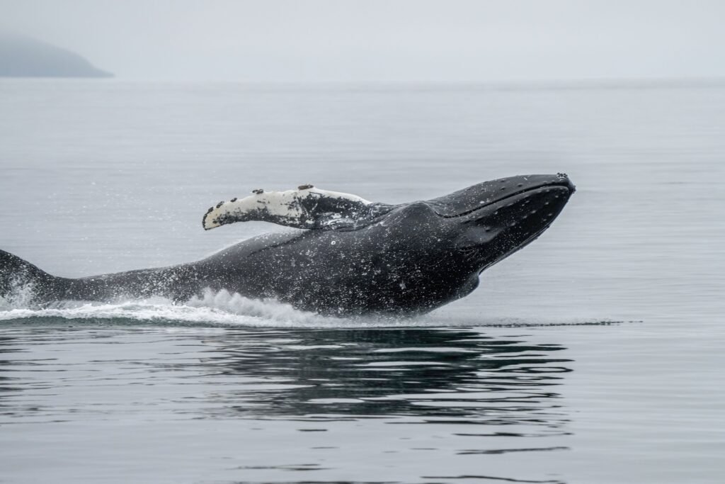 Understanding the Humpback Whale