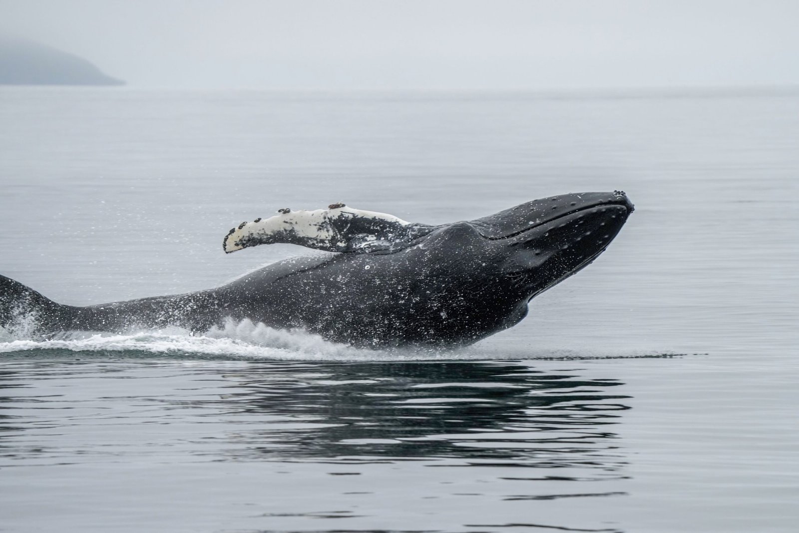 Understanding the Humpback Whale (image credits: wikimedia)