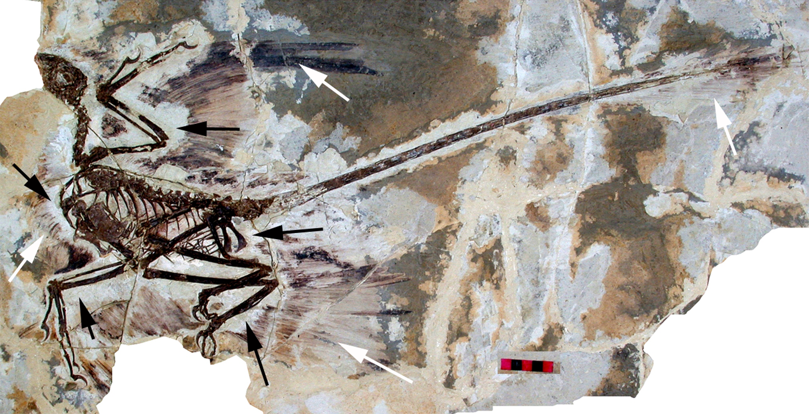 The Dawn of Feathered Dinosaurs (image credits: wikimedia)