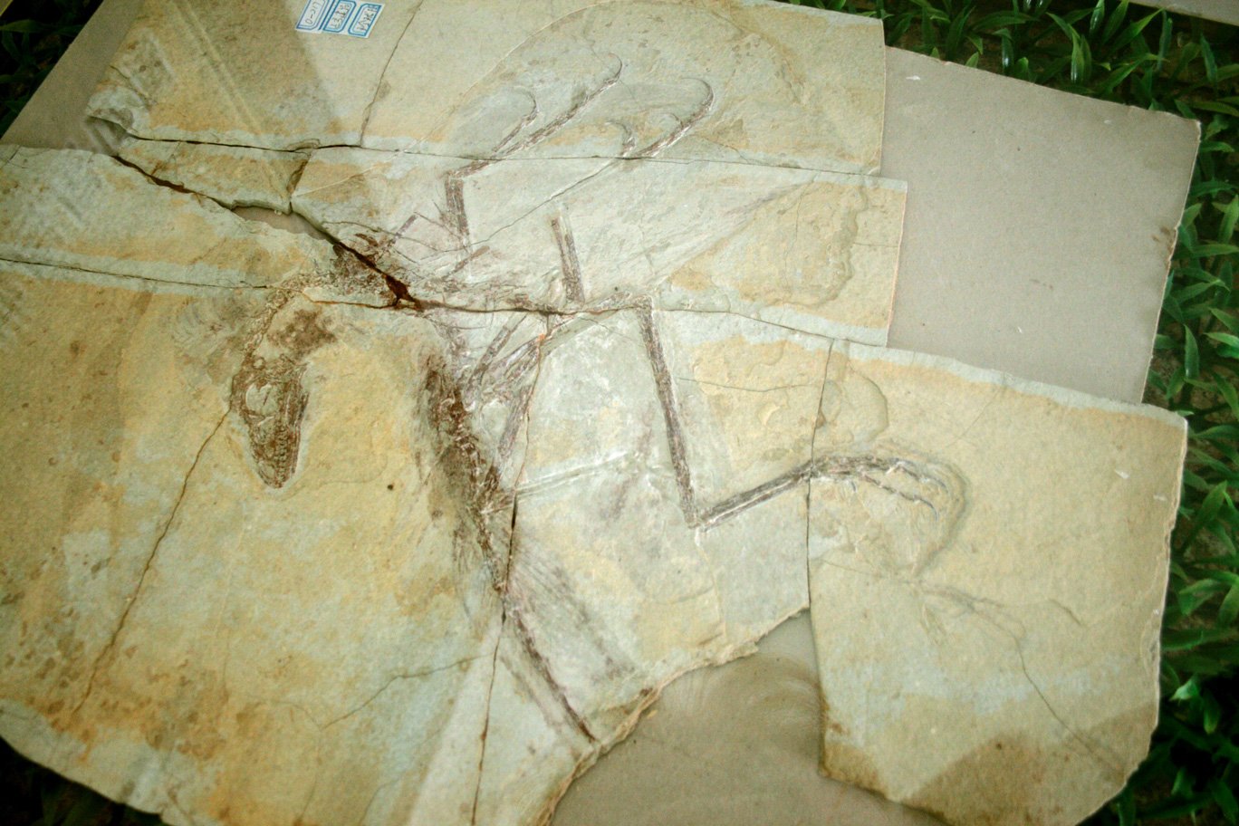 Feathers as a Tool for Survival (image credits: wikimedia)