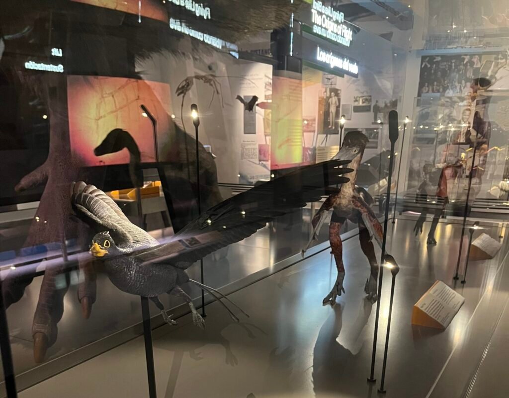 Reflecting on the Feathered Legacy