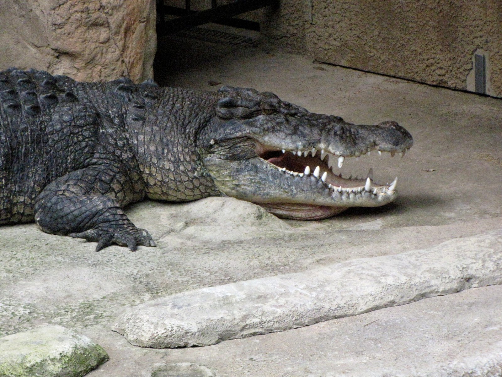 The Rise of the Super Crocs (image credits: wikimedia)