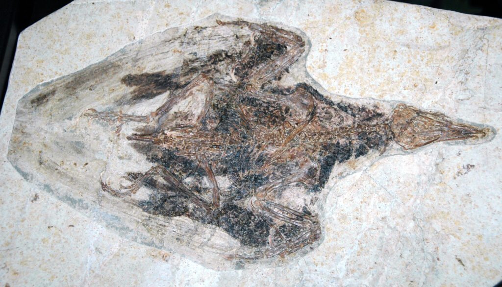 The Future of Fossilized Feather Research