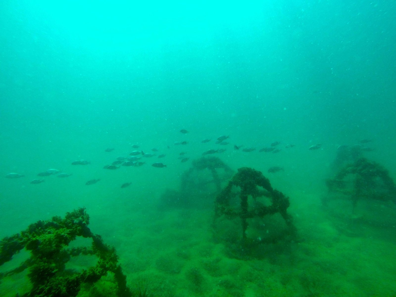 The Role of Citizen Scientists (image credits: wikimedia)