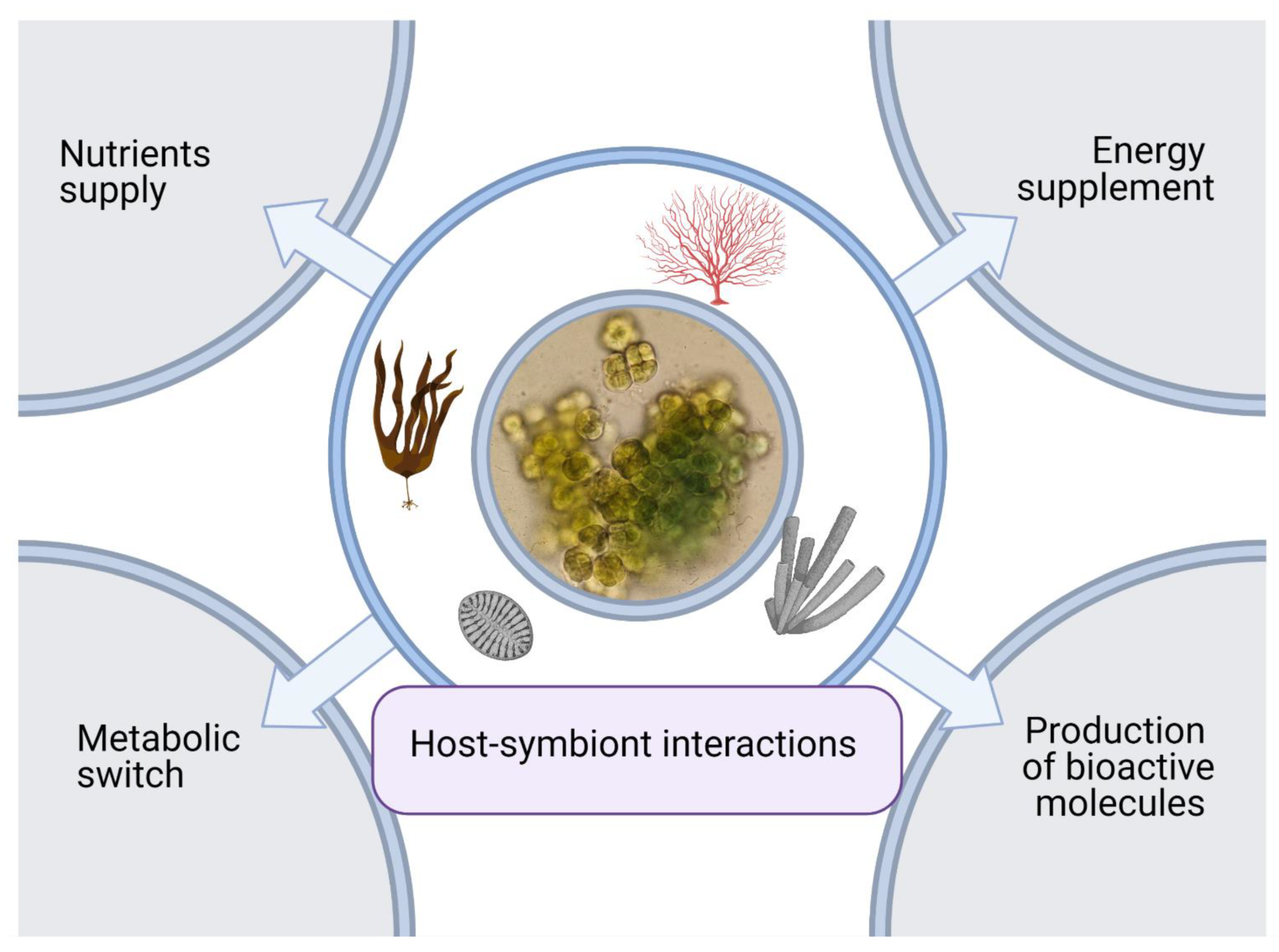 Cyanobacteria: The Ancient Oxygen Producers (image credits: wikimedia)