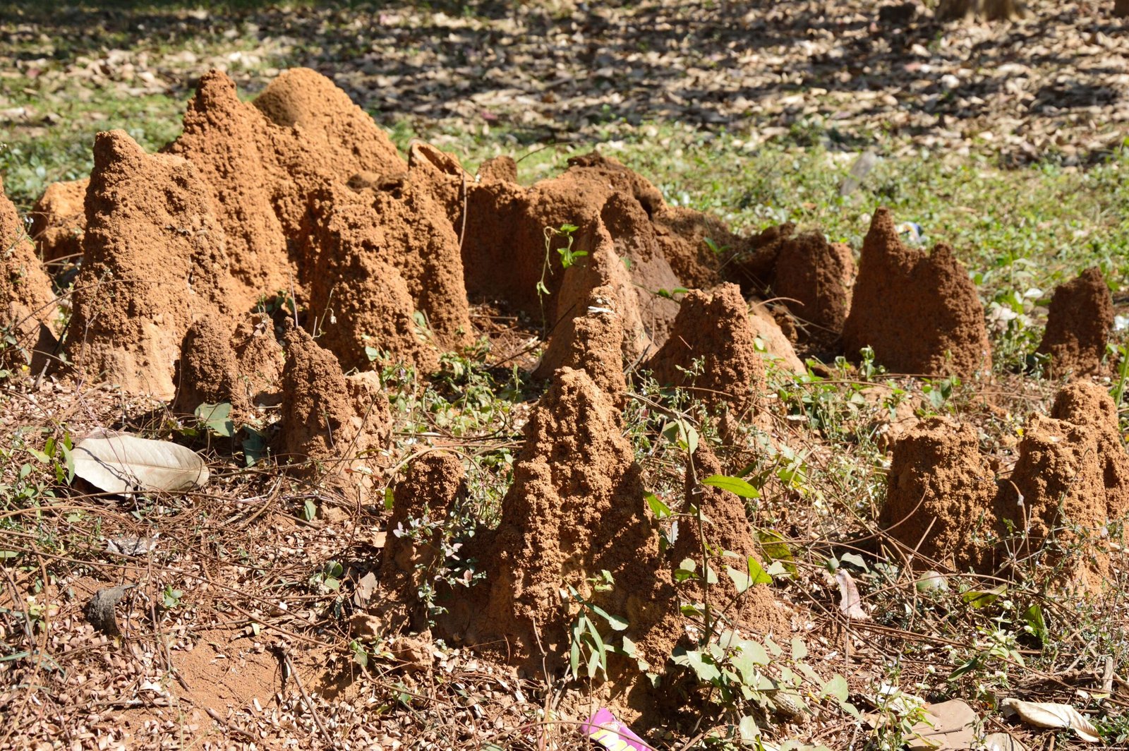 The Unsung Architects of the Rainforest (image credits: wikimedia)