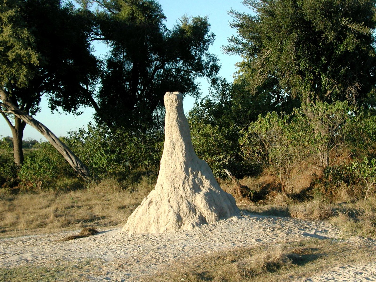 Termite Mounds and Water Management (image credits: wikimedia)