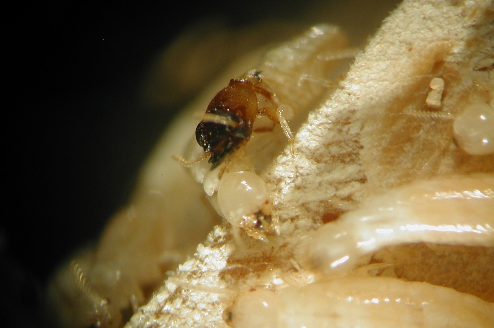 The Future of Termite Research (image credits: wikimedia)