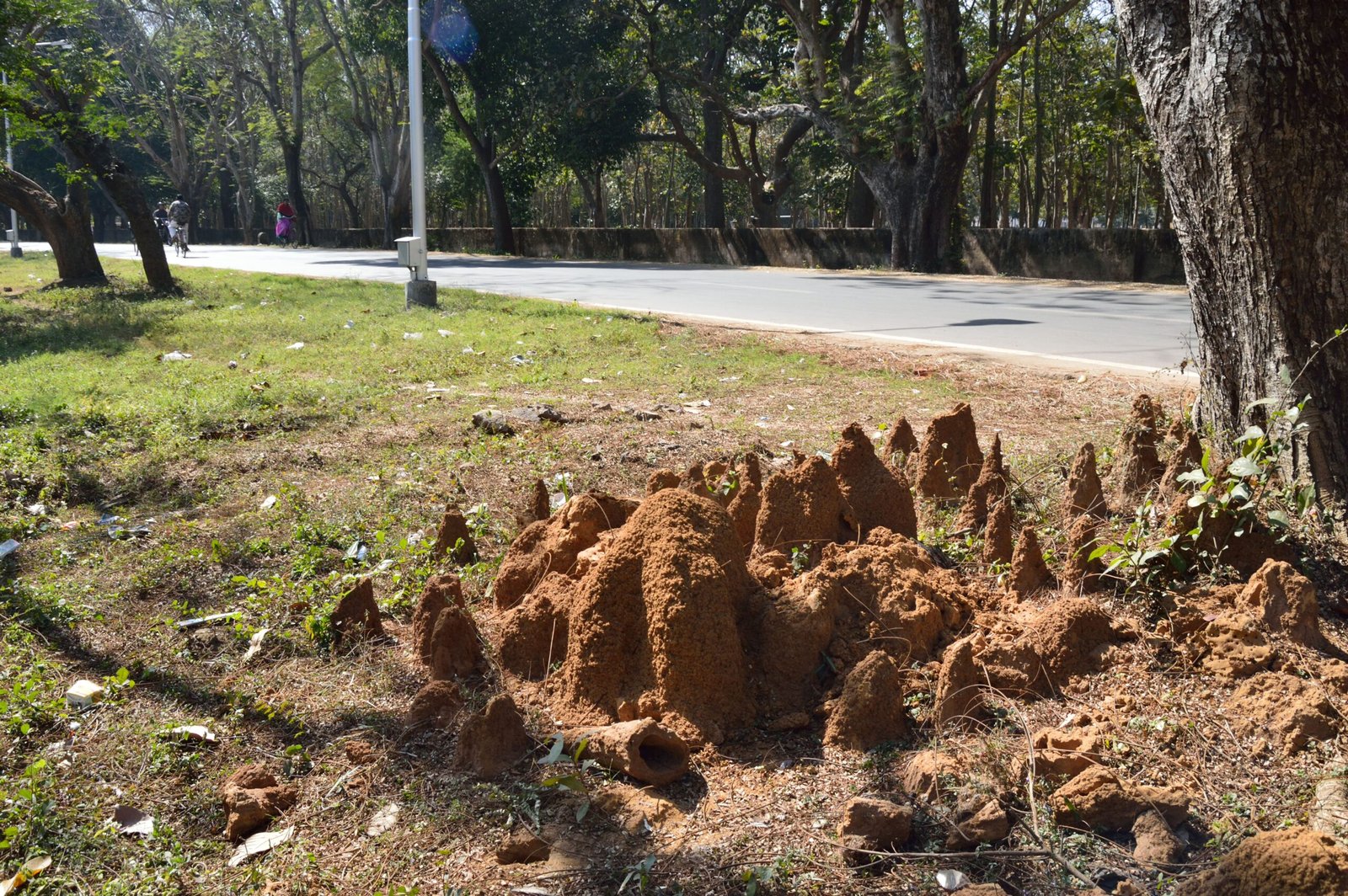 A Call to Appreciate Nature's Engineers (image credits: wikimedia)