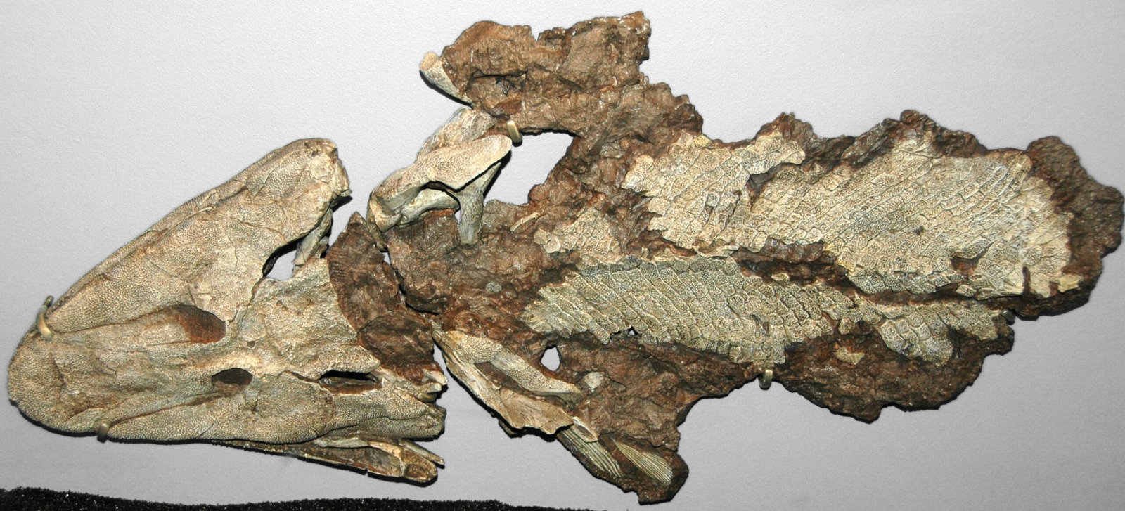 The Significance of Transitional Fossils (image credits: wikimedia)