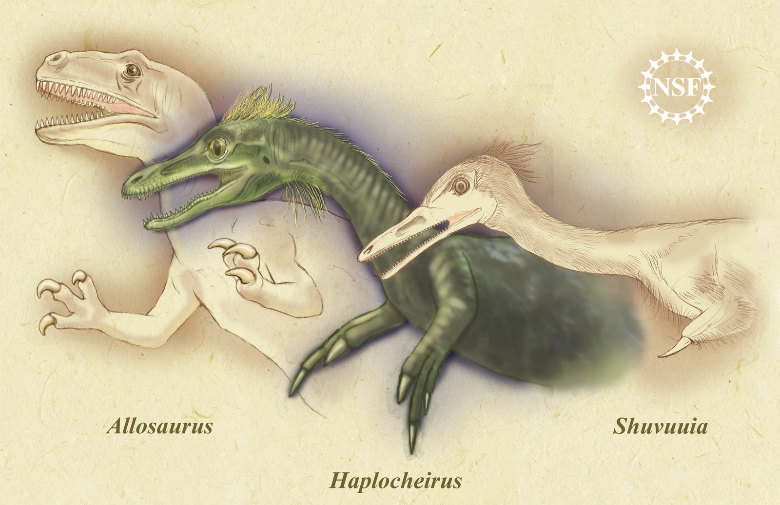 What This Fossil Tells Us About Dinosaur Evolution (image credits: wikimedia)