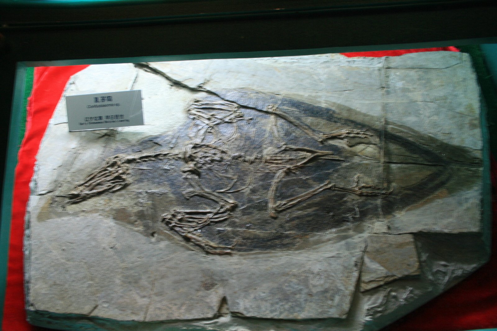 Implications for Modern Evolutionary Studies (image credits: wikimedia)