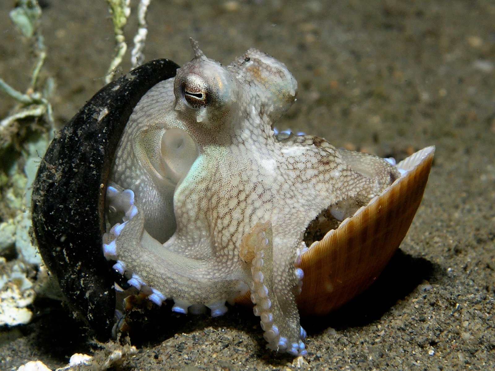 The Enigmatic Intelligence of Octopuses (image credits: wikimedia)