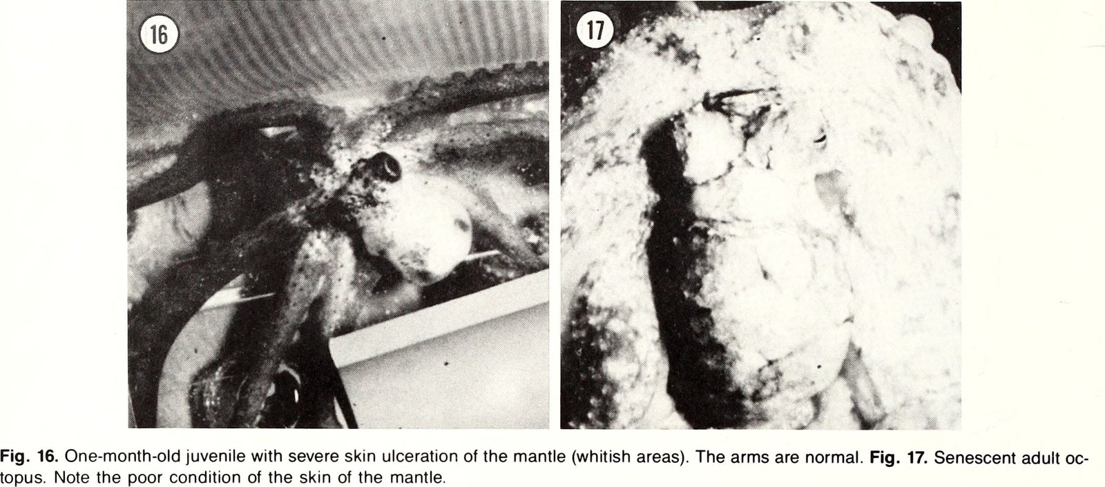 Famous Escapes That Left Experts Baffled (image credits: wikimedia)