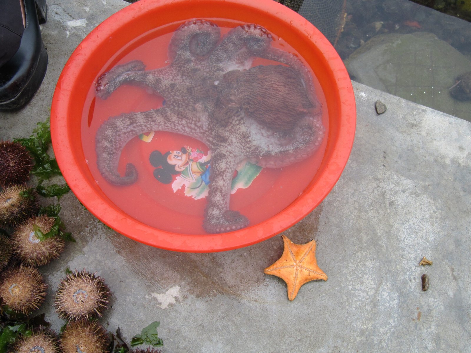 The Anatomy of an Escape Artist (image credits: wikimedia)