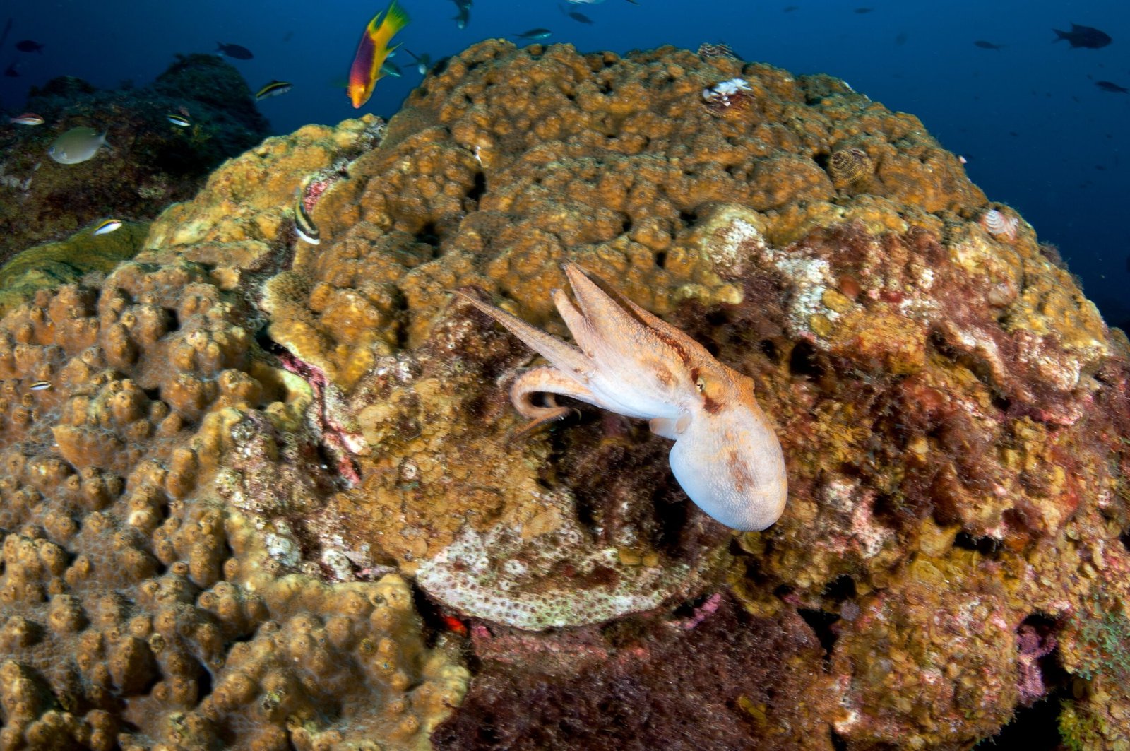 A Call to Action for Aquariums (image credits: wikimedia)