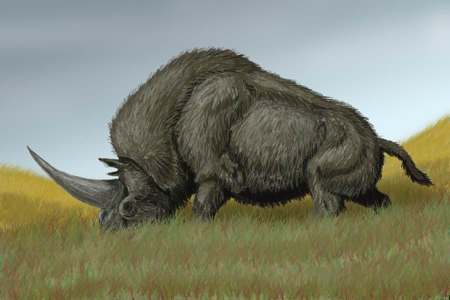 Unveiling the Elasmotherium: The Real-Life 'Unicorn' (image credits: wikimedia)