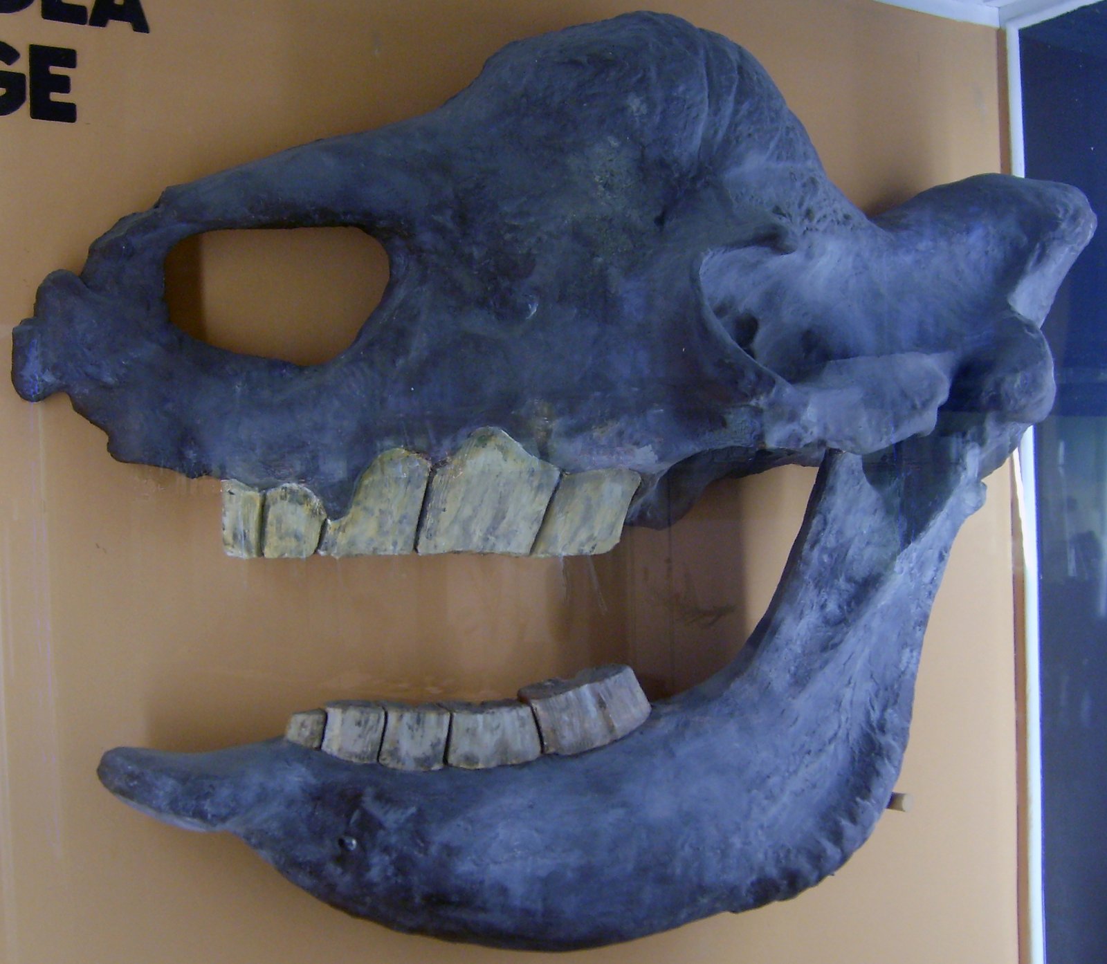 Fossils: Our Window into the Past (image credits: wikimedia)