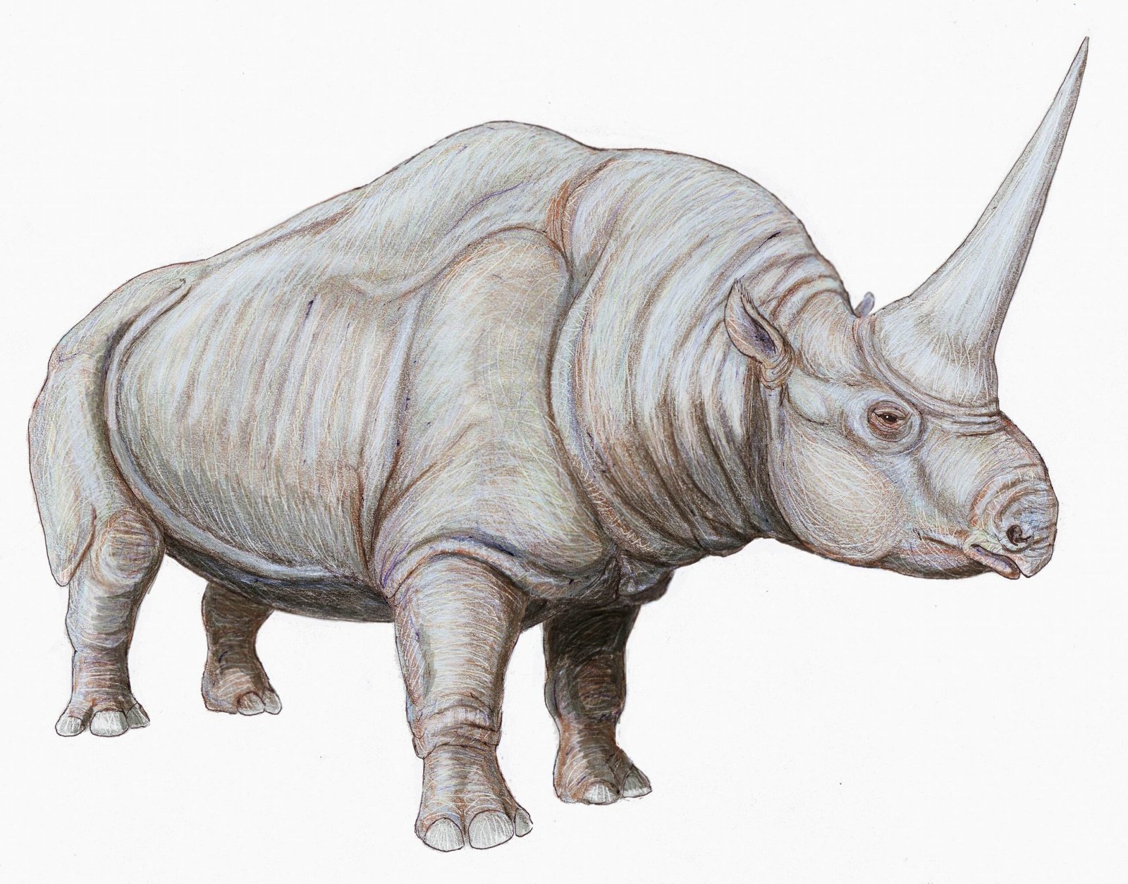 Could the Elasmotherium Have Inspired Unicorn Myths? (image credits: wikimedia)