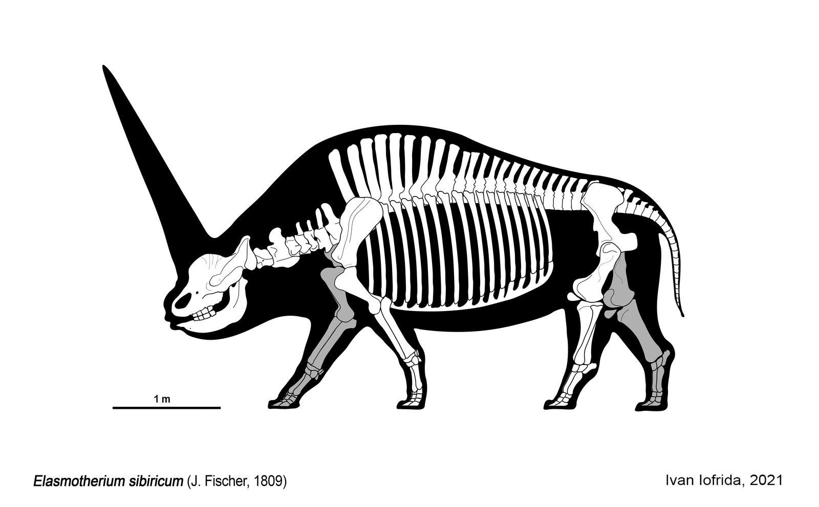 Lessons from the Past: Conservation and Biodiversity (image credits: wikimedia)