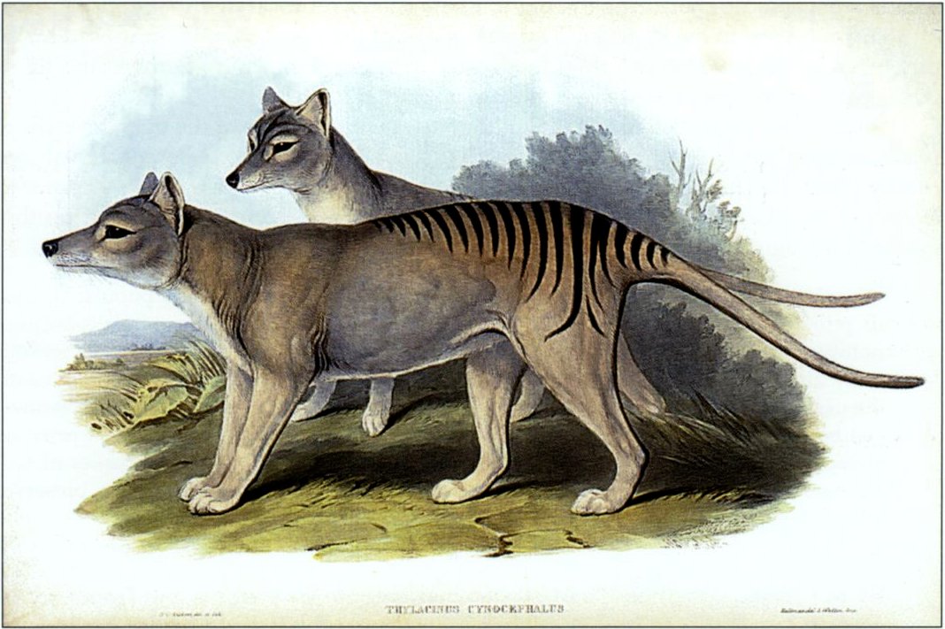 The Enigma of the Tasmanian Tiger: Unraveling the Mysteries