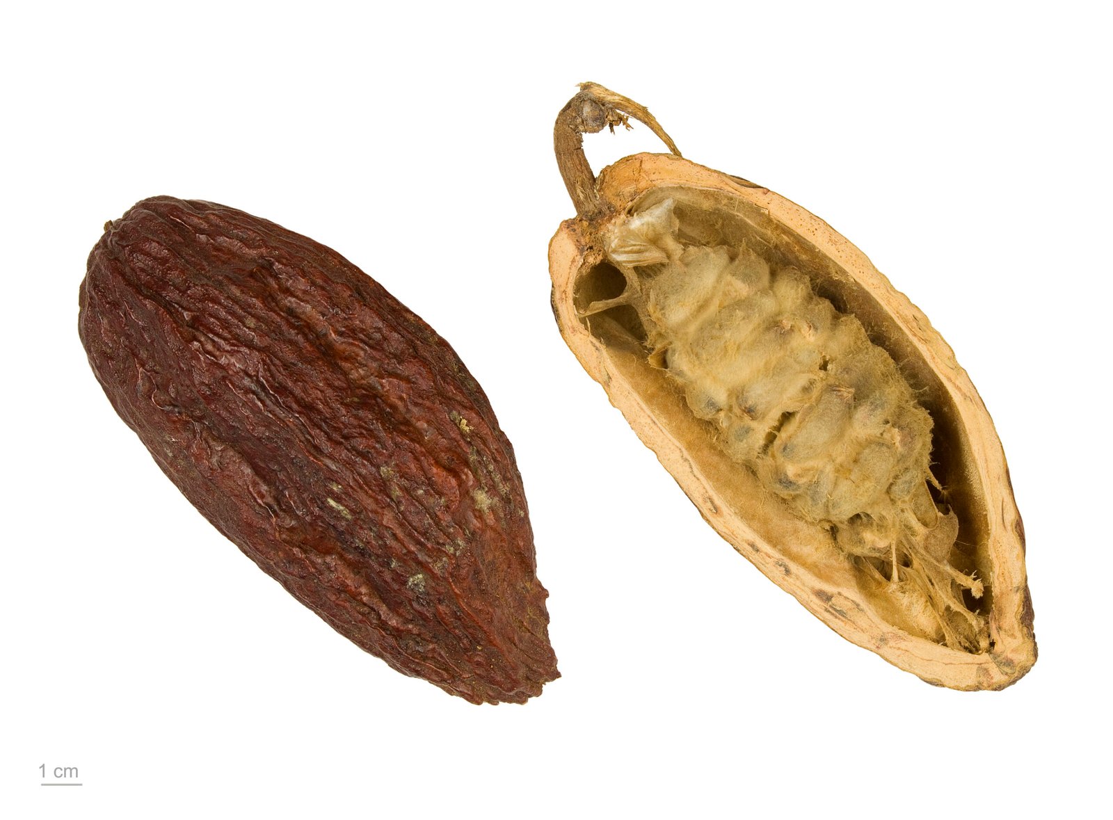 The Fragile Nature of Cacao Trees (image credits: wikimedia)