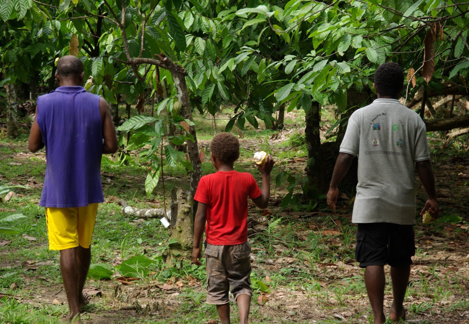 Economic Challenges for Cacao Farmers (image credits: wikimedia)