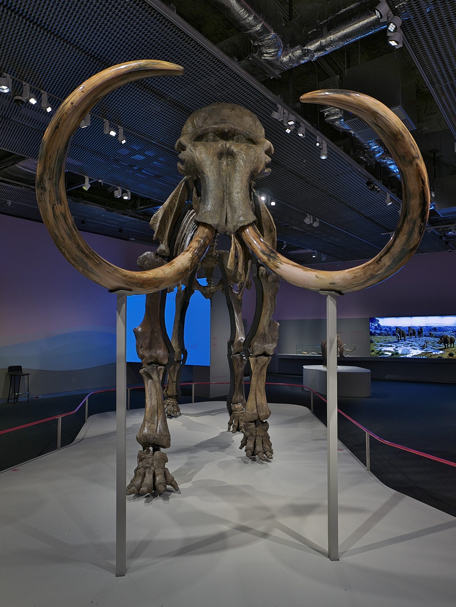 The Mammoth Comeback (image credits: wikimedia)