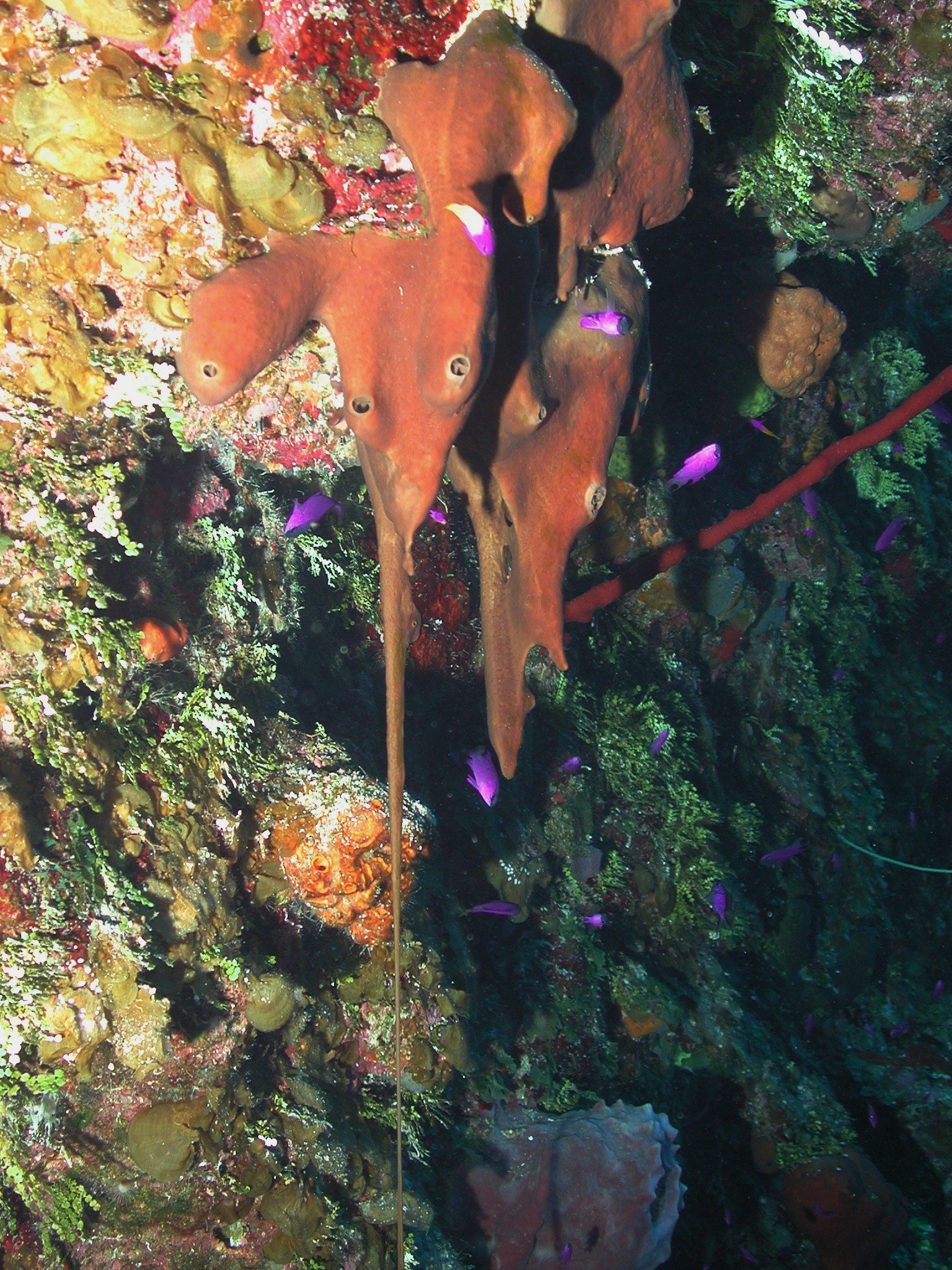 A Call to Action: Preserving Our Ocean's Twilight Zone (image credits: wikimedia)