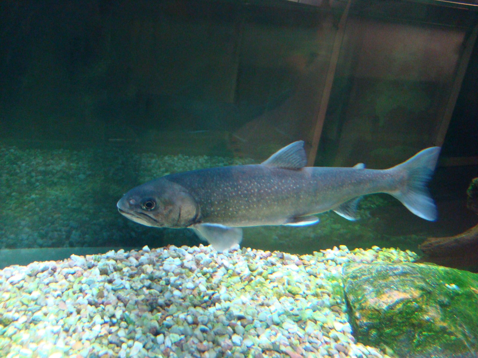 The Resilient Arctic Char (image credits: wikimedia)
