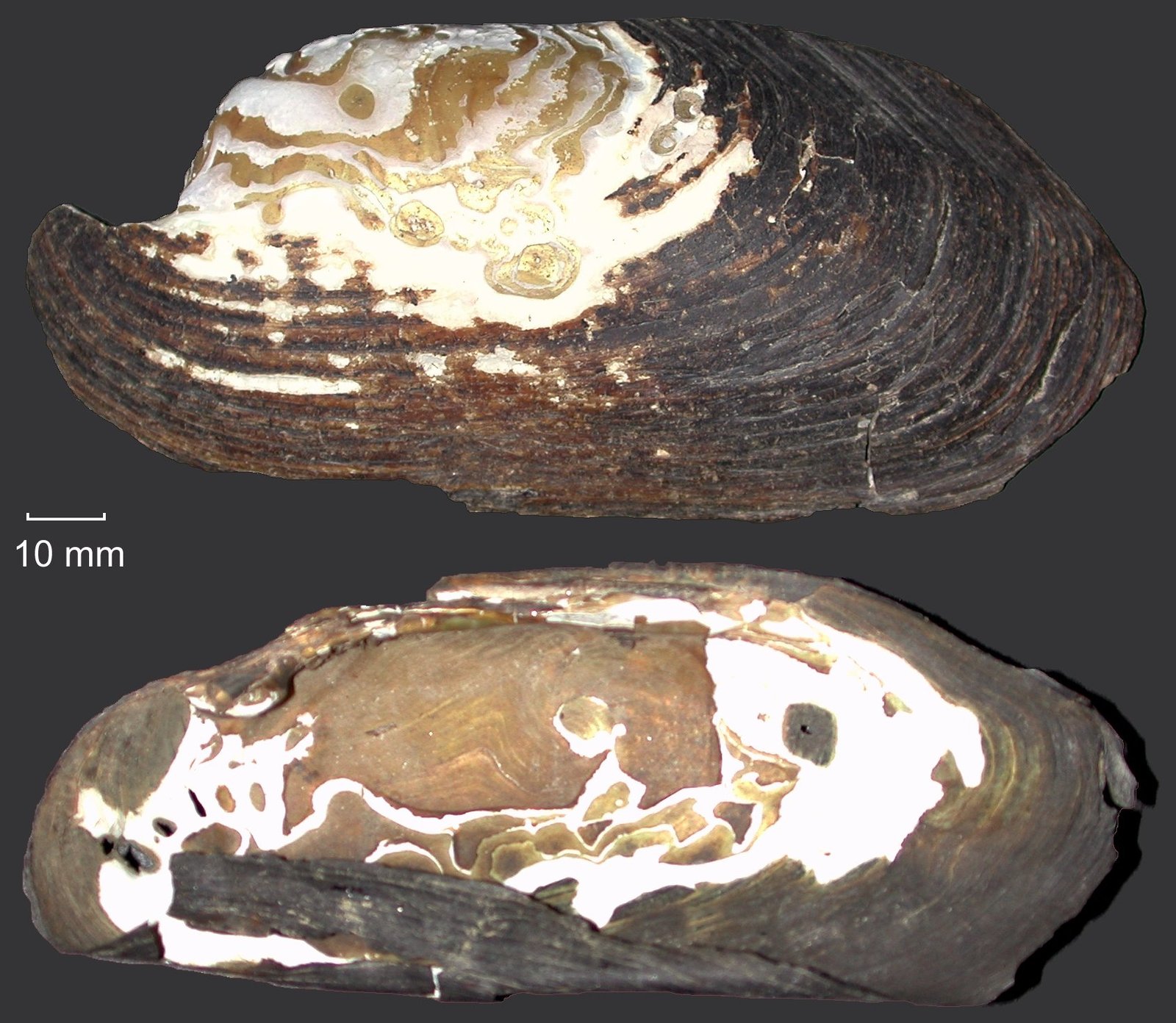 The Enigmatic Freshwater Pearl Mussel (image credits: wikimedia)